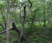 лес на острове Попова